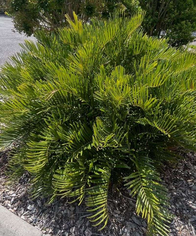 Coontie