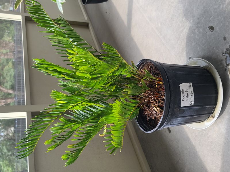 Coontie