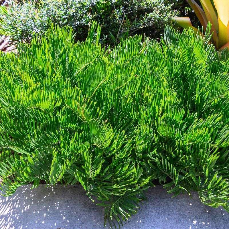 Coontie