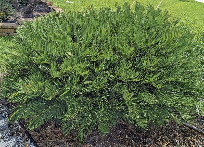 Coontie Palm