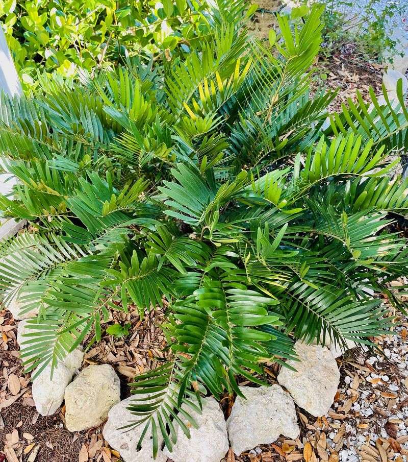 Coontie Coontie