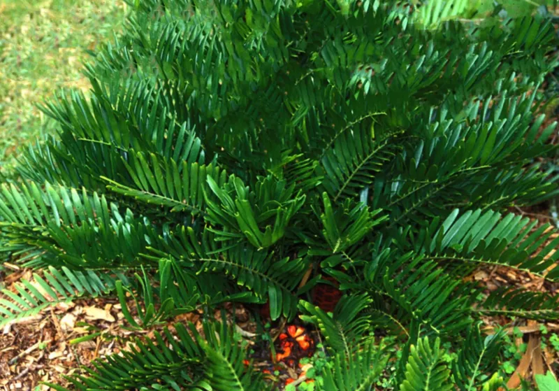 Coontie