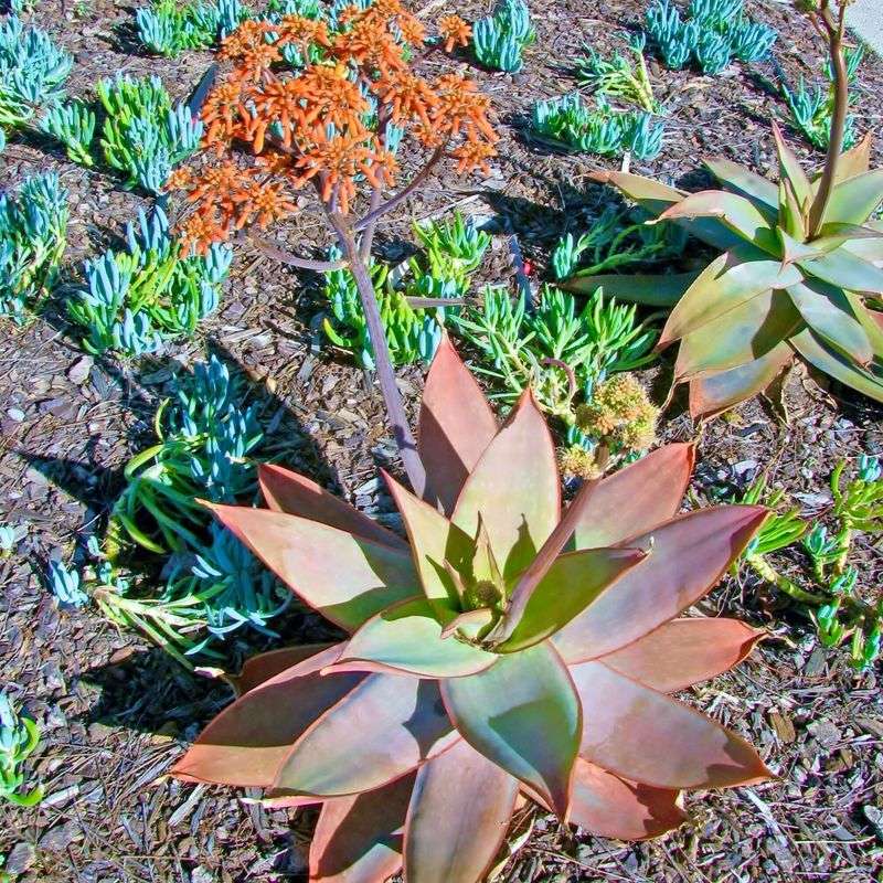 Coral Aloe (Aloe striata)
