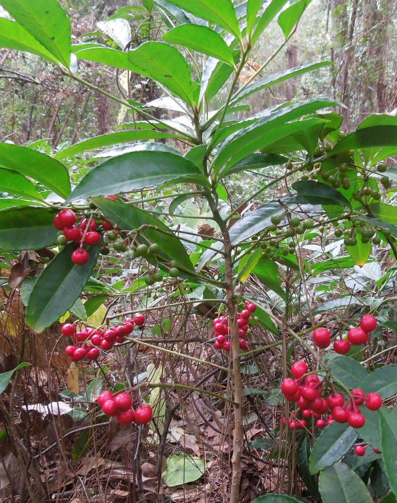 Coral Ardisia