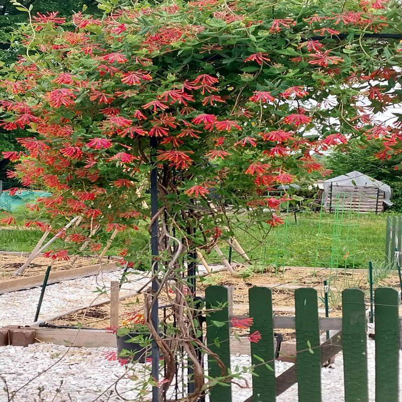 Coral Honeysuckle