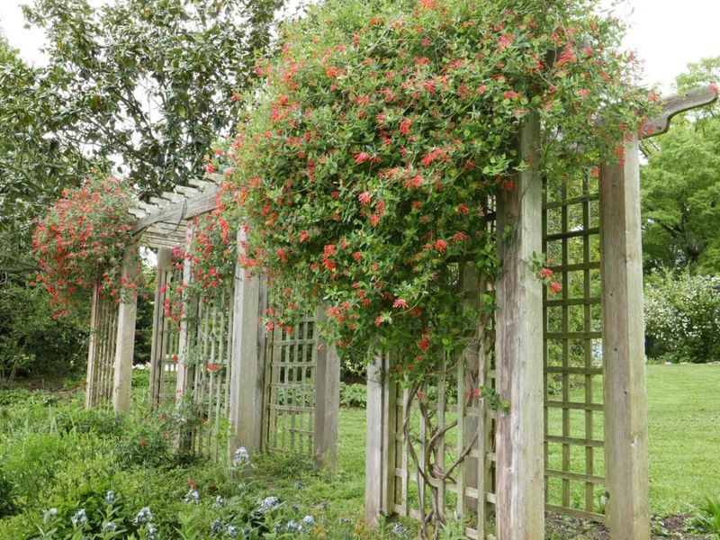 Coral Honeysuckle