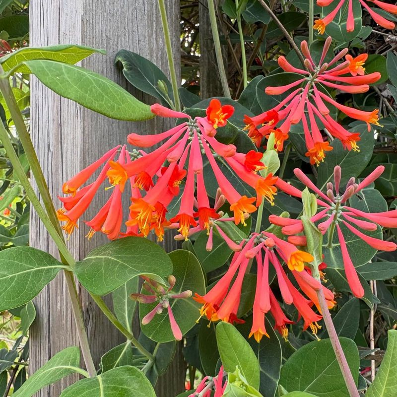 Coral Honeysuckle