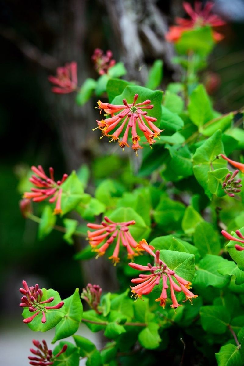 Coral Honeysuckle