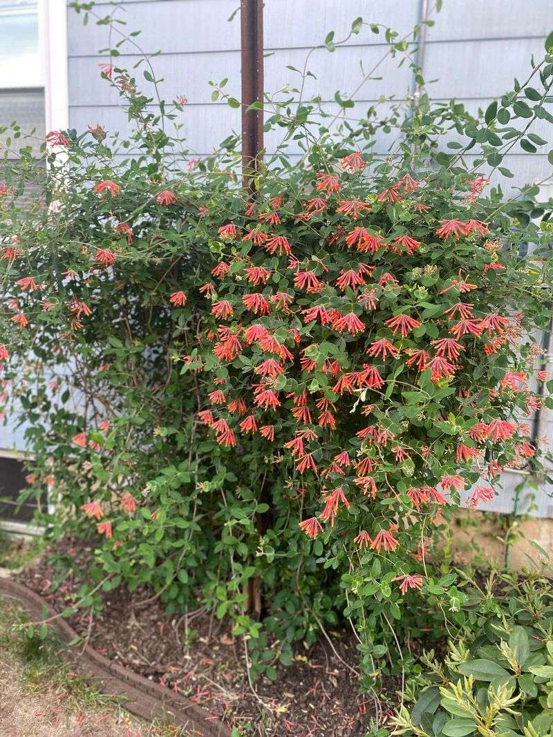 Coral Honeysuckle