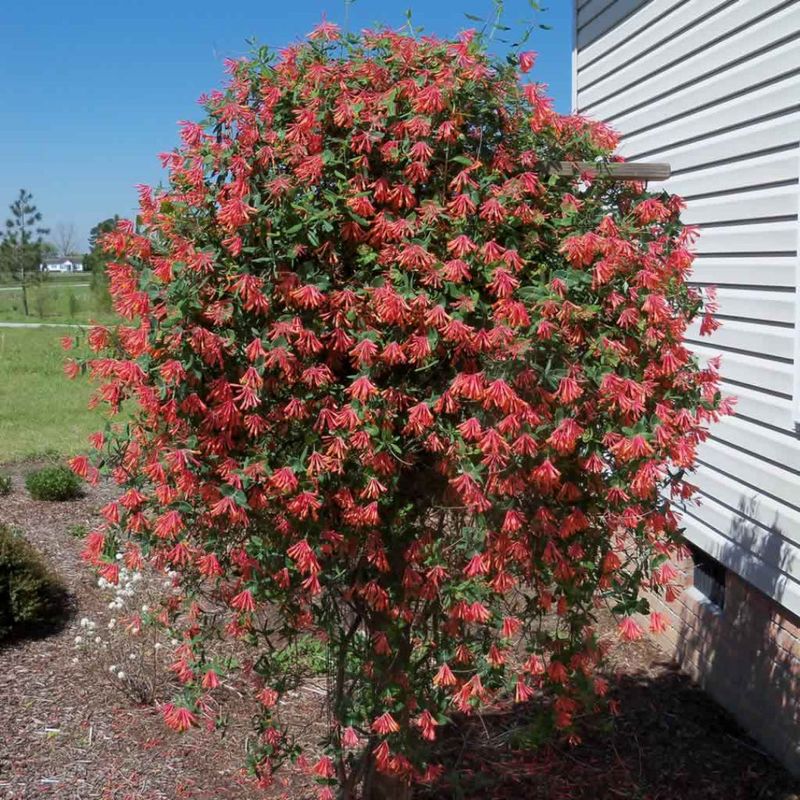Coral Honeysuckle