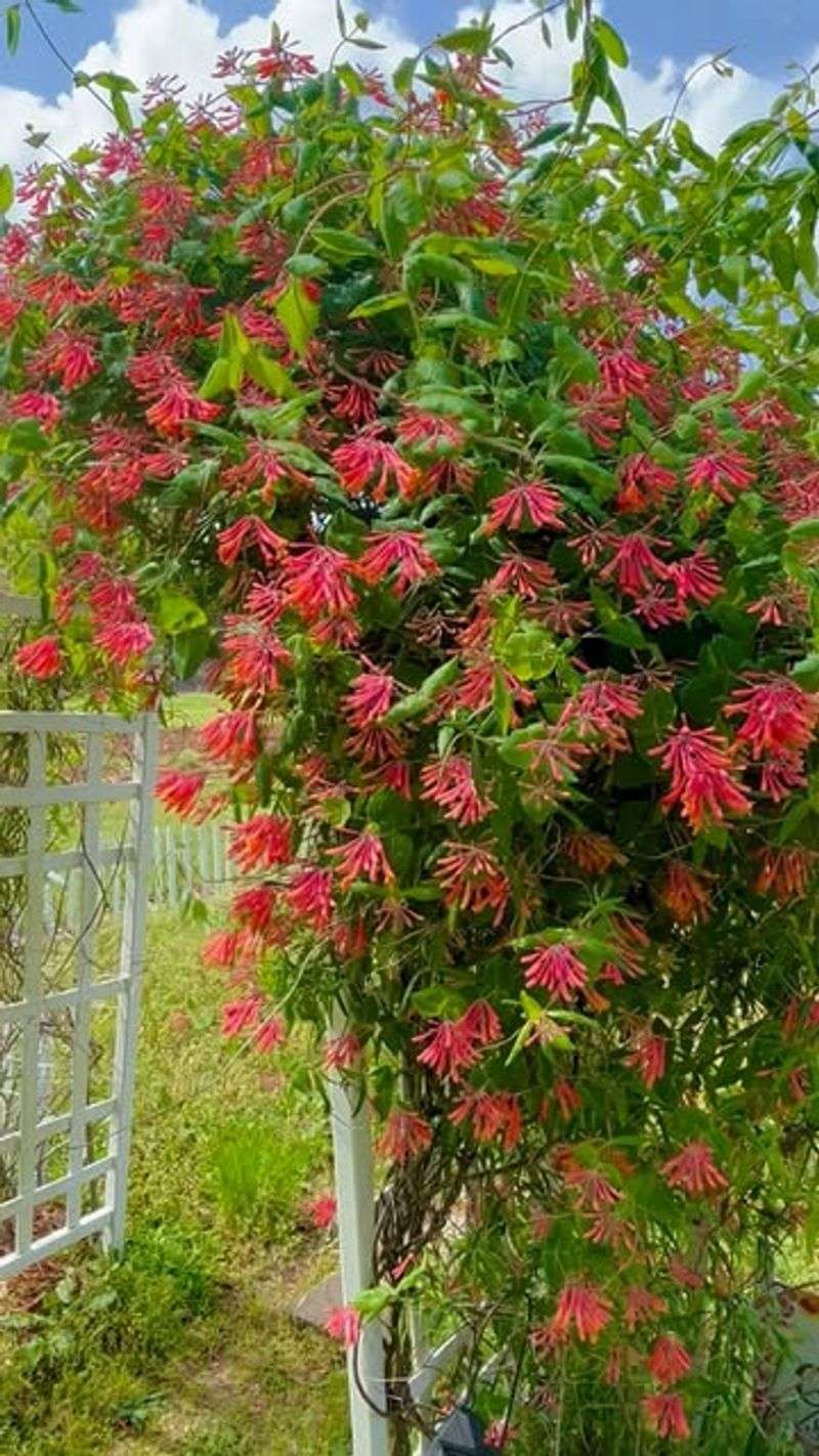 Coral Honeysuckle