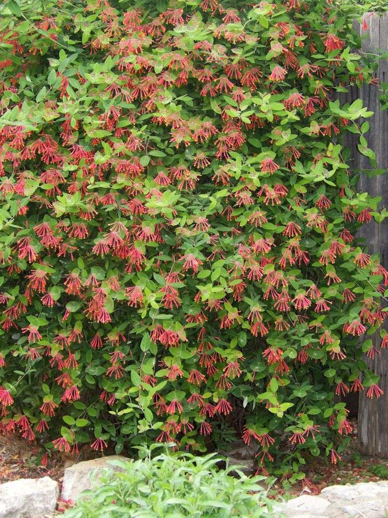 Coral Honeysuckle