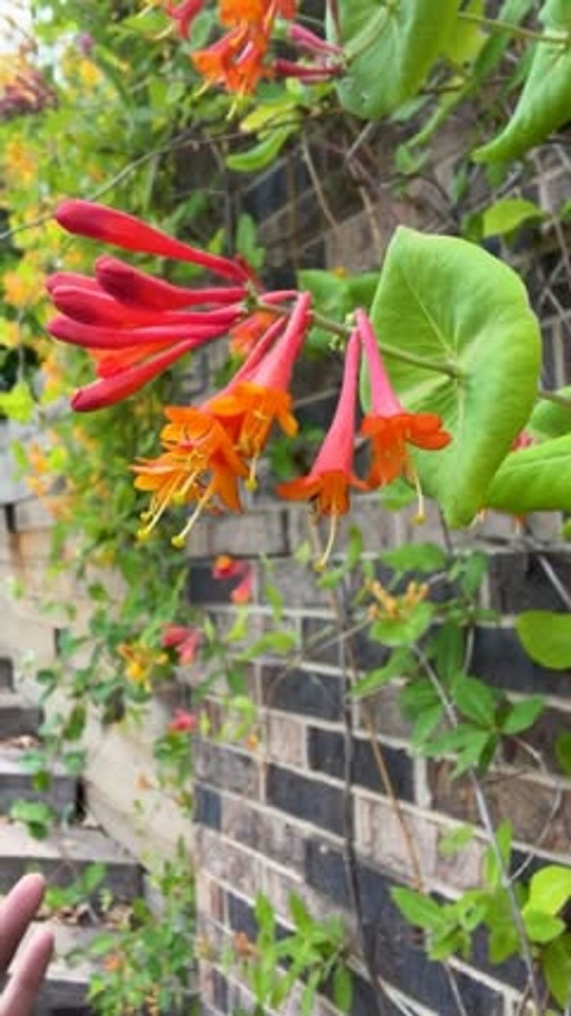 Coral Honeysuckle