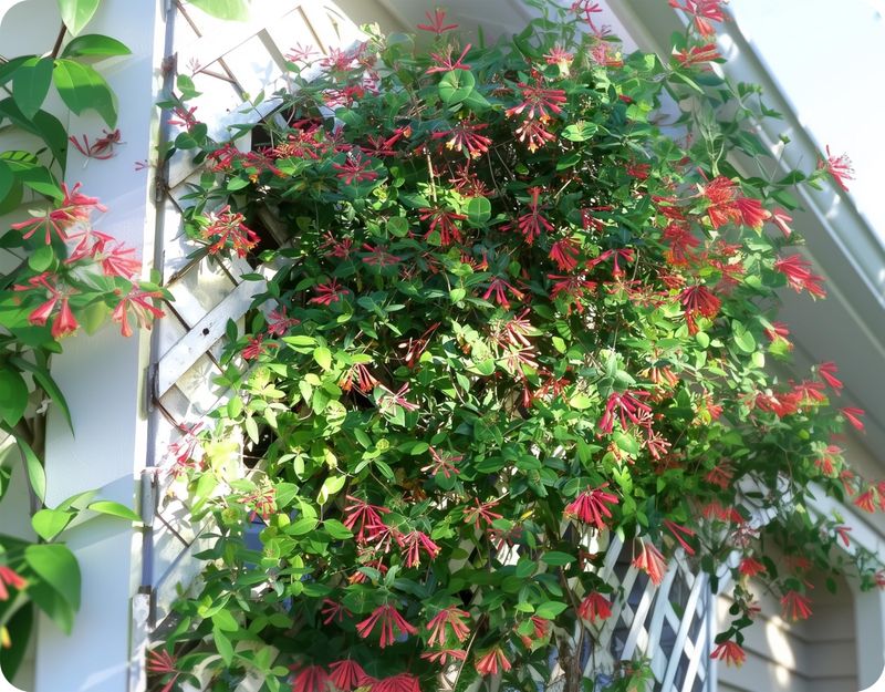 Coral Honeysuckle