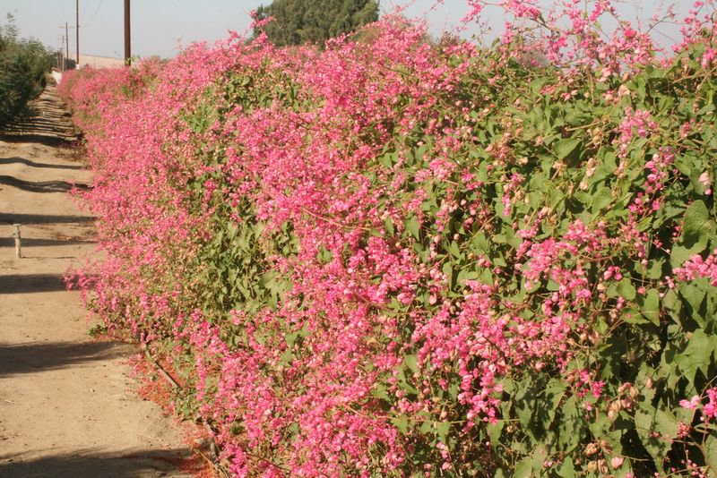 Coral Vine (Antigonon leptopus)
