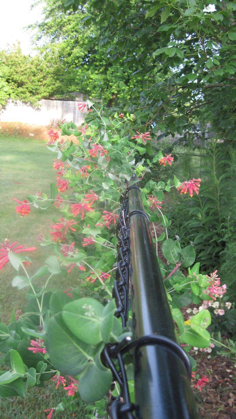 Coral honeysuckle fits a North Carolina chain-link fence Coral honeysuckle fits a North Carolina chain-link fence