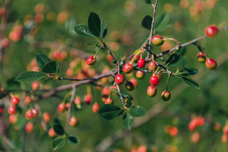Coralberry