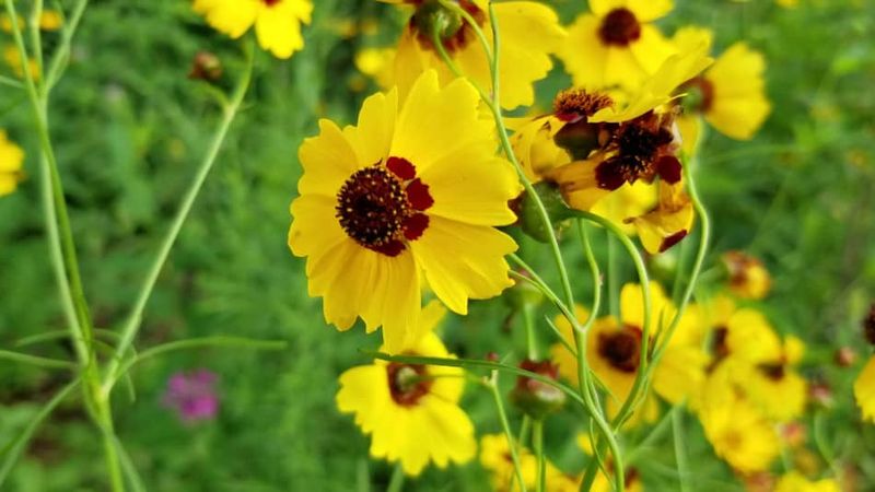 Coreopsis