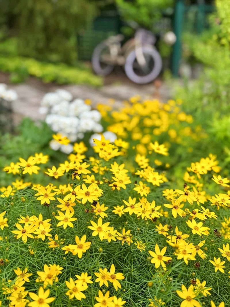 Coreopsis Coreopsis