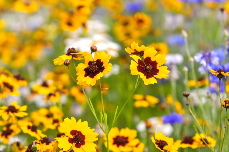 Coreopsis Coreopsis