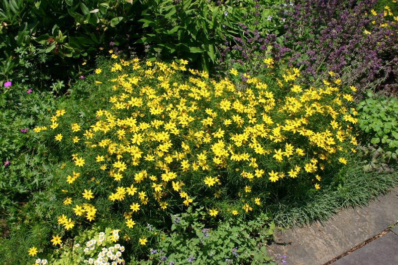Coreopsis (Tickseed)