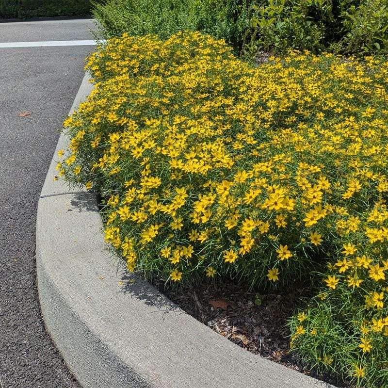 Coreopsis