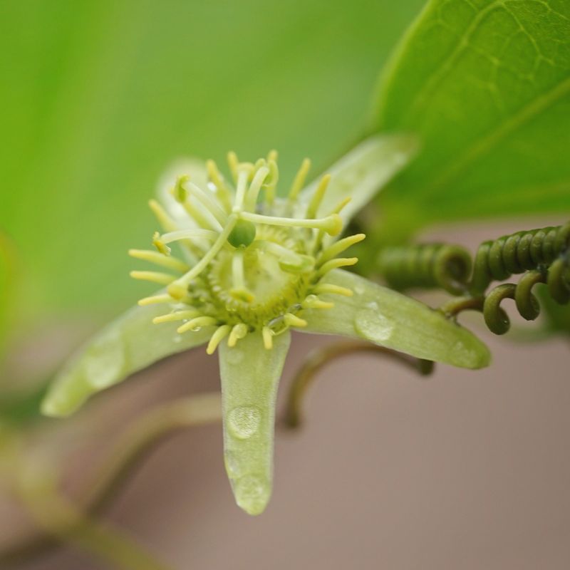Corkystem Passionflower Corkystem Passionflower