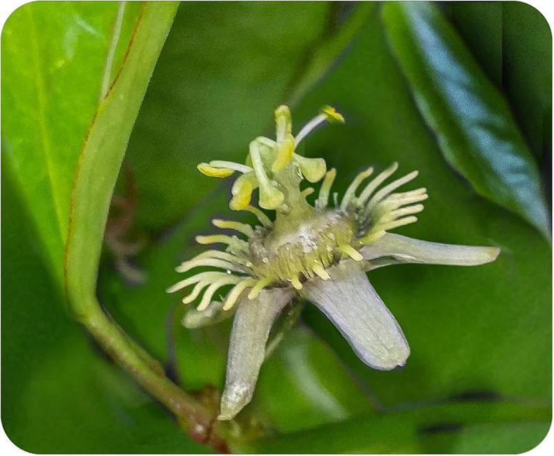Corkystem Passionflower