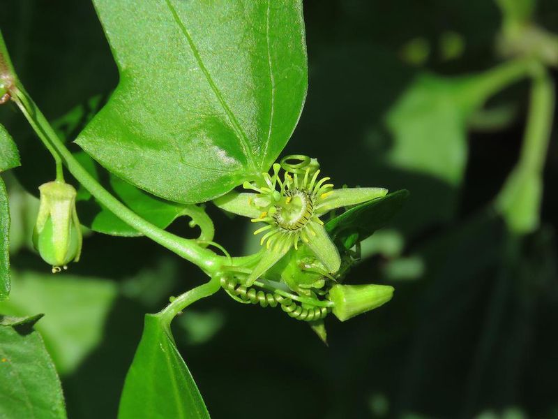 Corkystem Passionflower