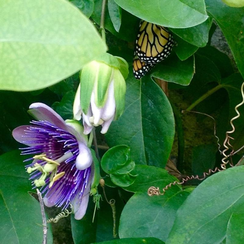 Corkystem Passionflower Corkystem Passionflower