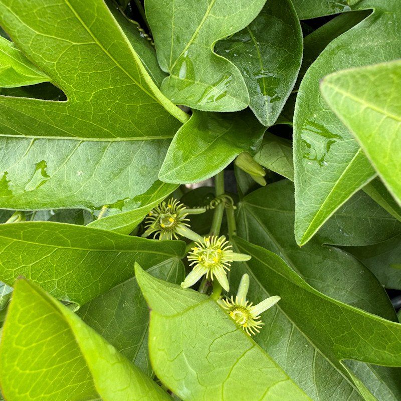 Corkystem Passionflower