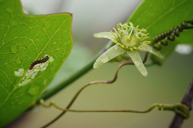 Corkystem Passionflower