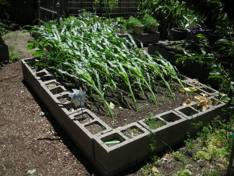 Corn (Skip)