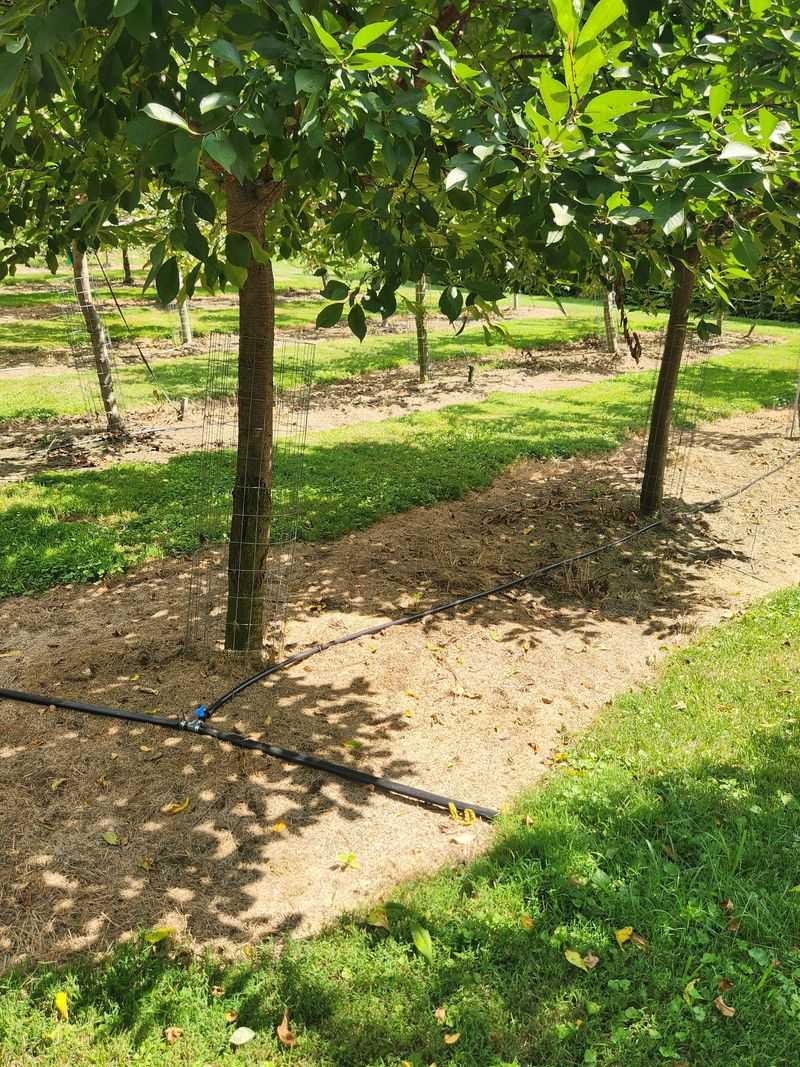Correct irrigation without saturating the tree