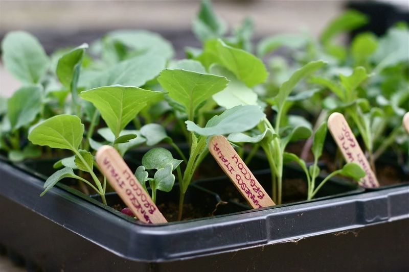 Count backward from cool-weather growth and choose the right transplant Count backward from cool-weather growth and choose the right transplant