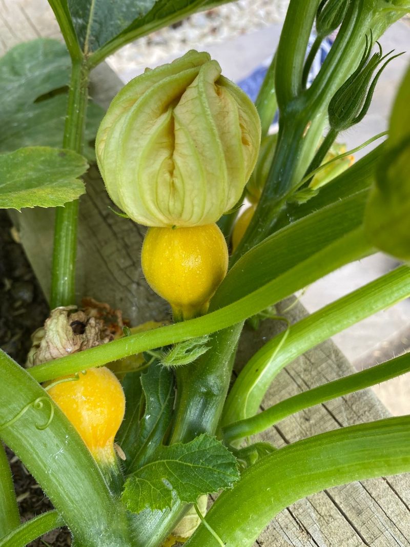 Count female flowers, not just blossoms
