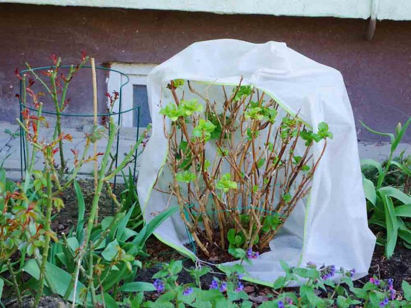 Cover in-ground plants safely before a frost Cover in-ground plants safely before a frost