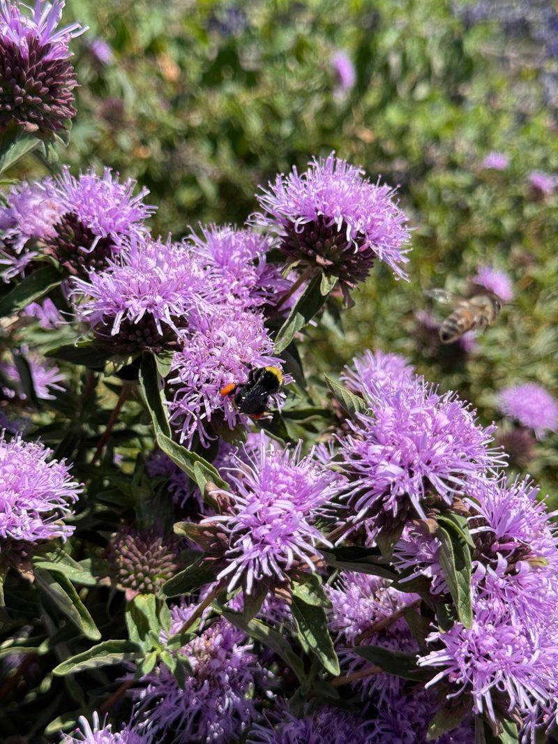 Coyote Mint (Monardella villosa)