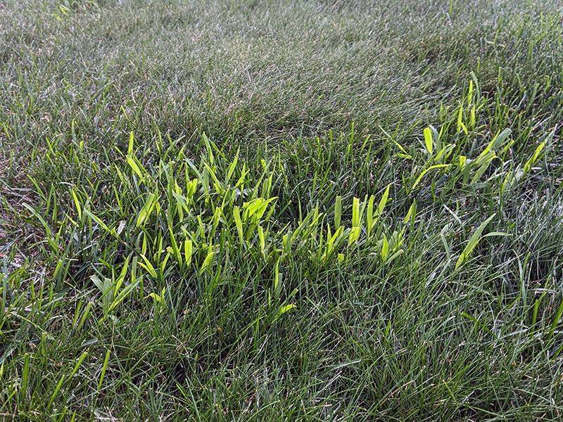Crabgrass returns because it replenishes the seedbank Crabgrass returns because it replenishes the seedbank