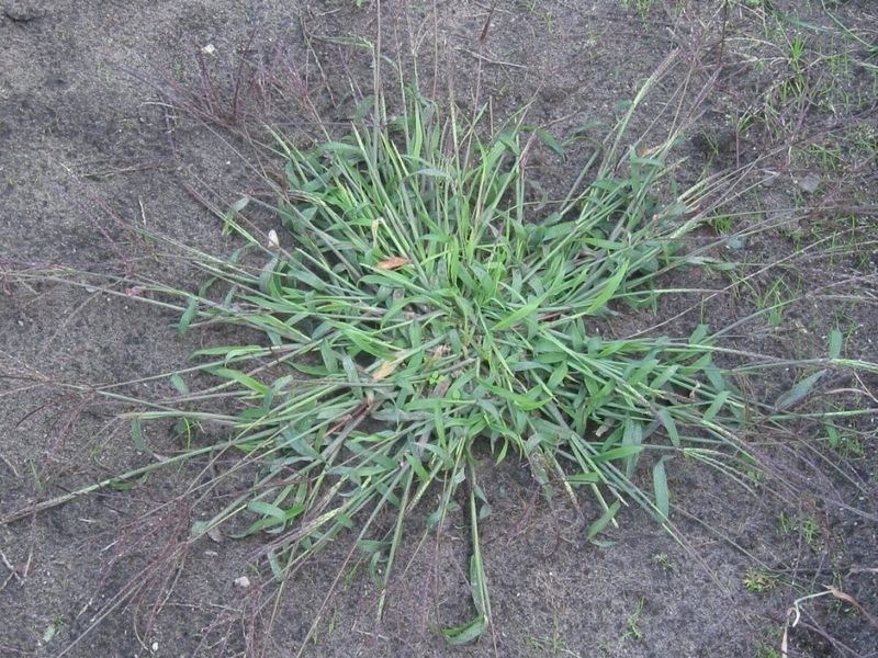 Crabgrass returns from seed, not a hidden root that vinegar can remove
