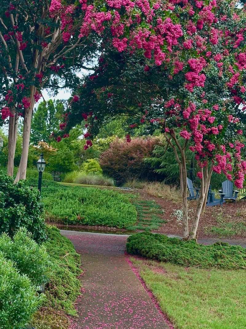 Crape Myrtle