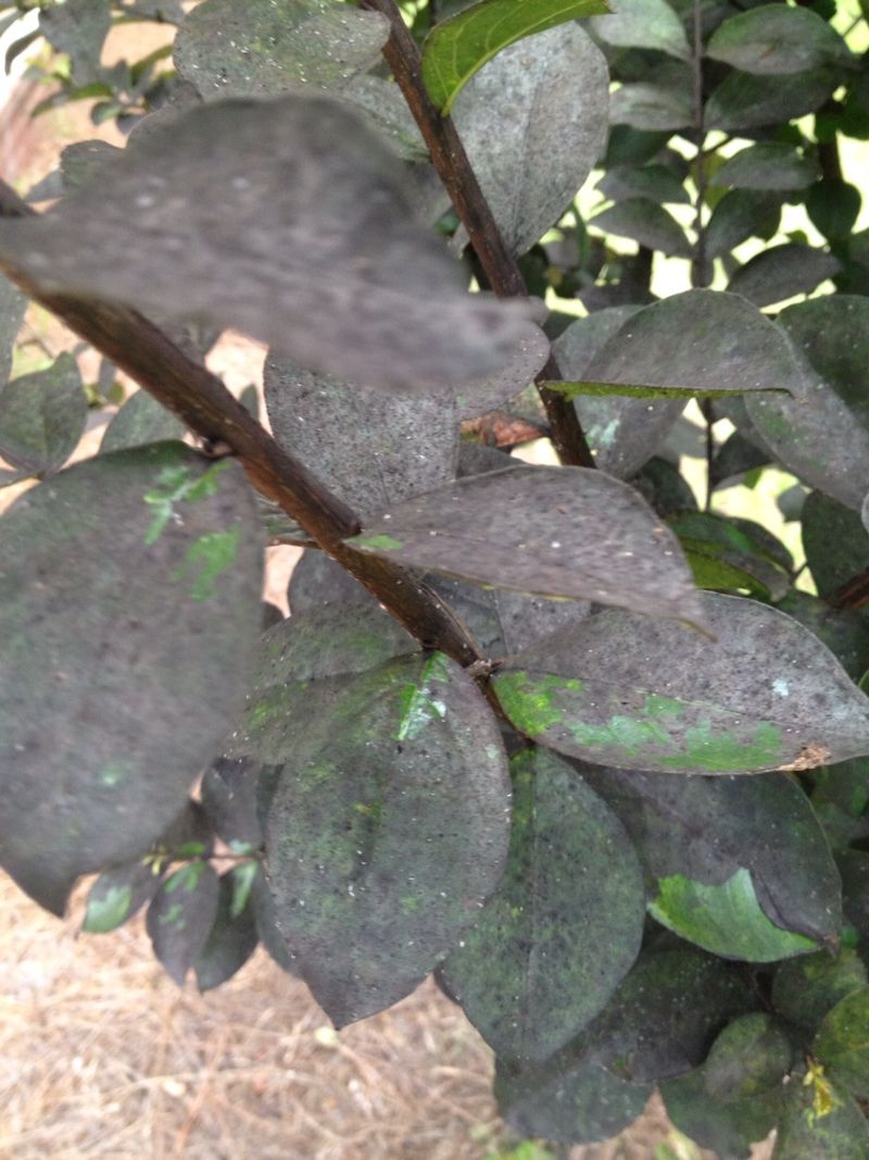 Crape-myrtle honeydew explains the familiar patio mess