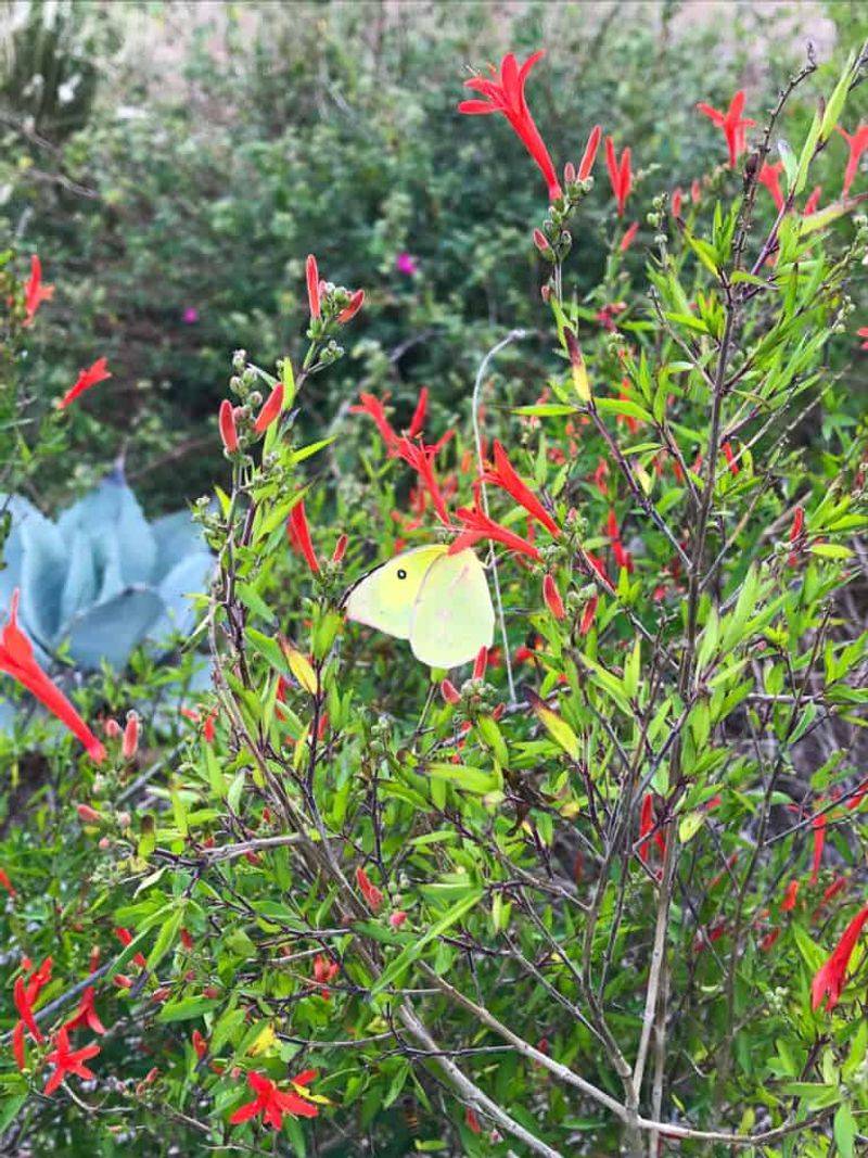 Create Hummingbird Habitat Around the Shrub Create Hummingbird Habitat Around the Shrub