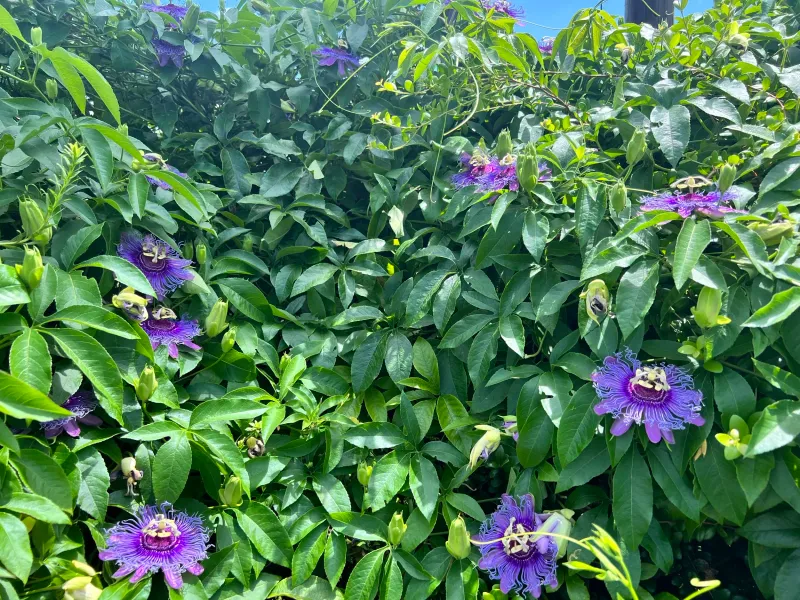 Create a Host Plant Patch Beyond Milkweed