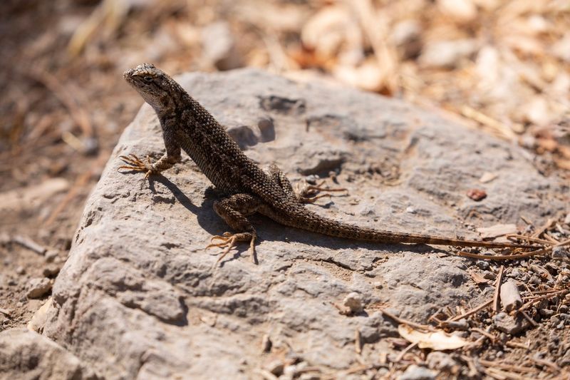 Create a modest basking-and-cover zone