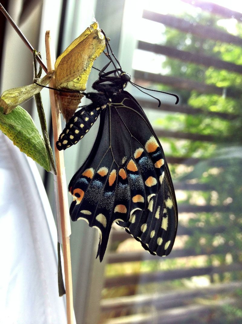 Create habitat for recurring sightings, not a scheduled migration