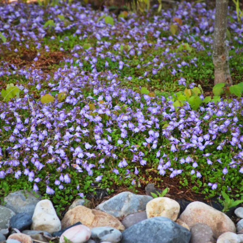 Creeping Mazus (Mazus reptans)