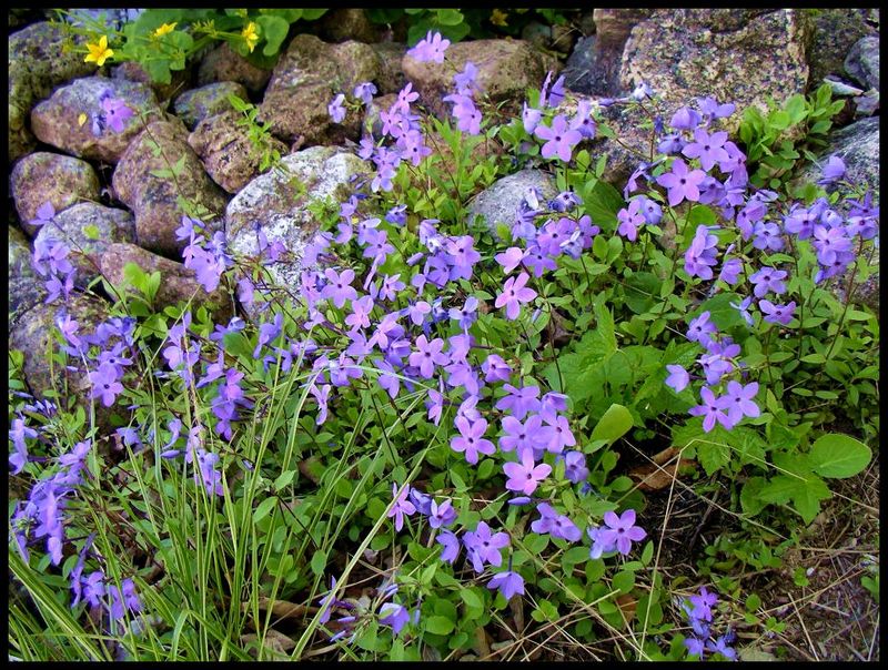 Creeping Phlox (Phlox stolonifera)