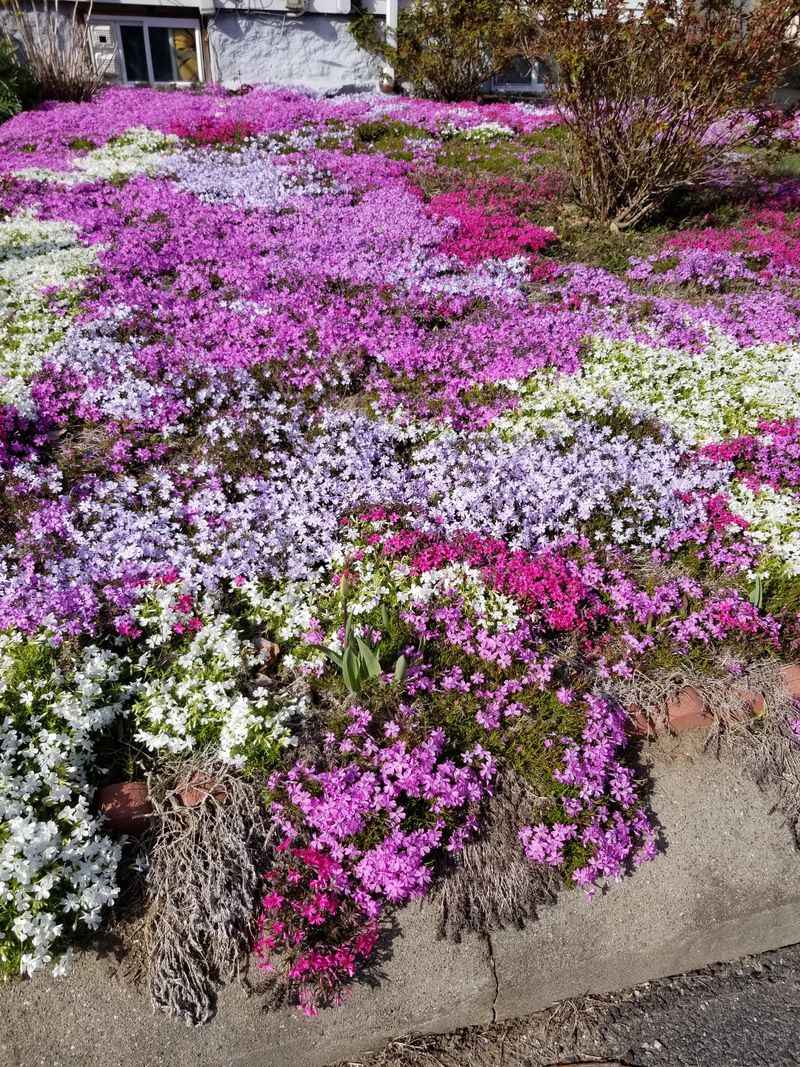 Creeping Phlox (Phlox stolonifera)