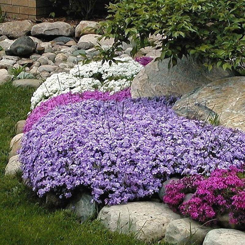 Creeping Phlox (Phlox subulata)